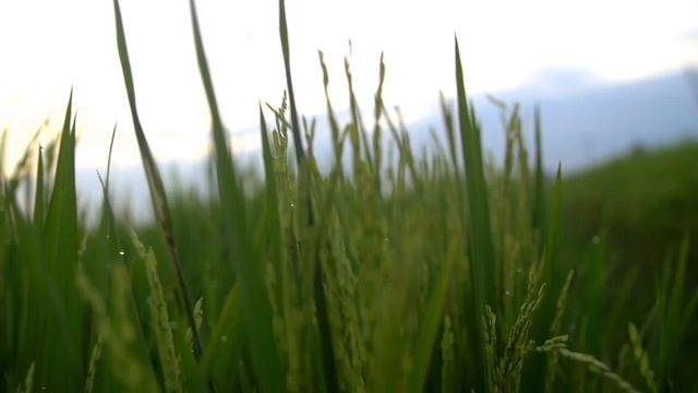 Легкая Музыка для йоги и медитации. Music for Yoga and Meditation. смотреть онлайн