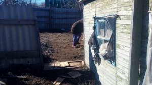 ПОЧЕМУ КУРЫ ПАДАЮТ НА ЛАПЫ. ЧЕМ ЛЕЧИТЬ КУРЕЙ ОТ ПАДЕЖА НА ЛАПЫ