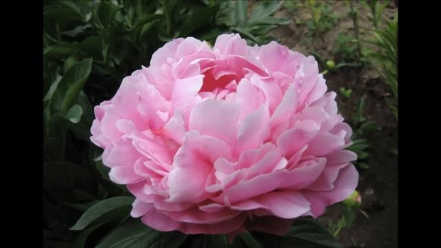 Peonies 2013 Larissa Skakodub смотреть онлайн