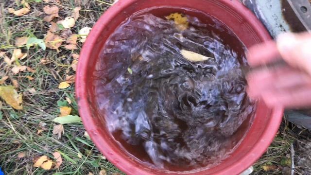 Готовим смородину к зиме смотреть онлайн