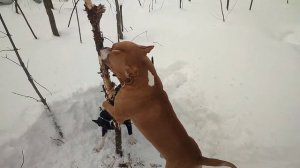 Стаффордширский терьер/Информация о щенках/Приятное предложение для подписчиков?