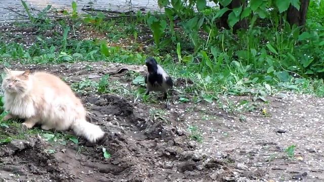 Кот и ворона - часть 1
