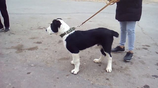 Барон линия Кёр Гаплан! алабай 'САО Туркменистан alabai dogs puppies смотреть онлайн