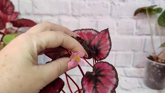 Бегония- моя любовь! смотреть онлайн