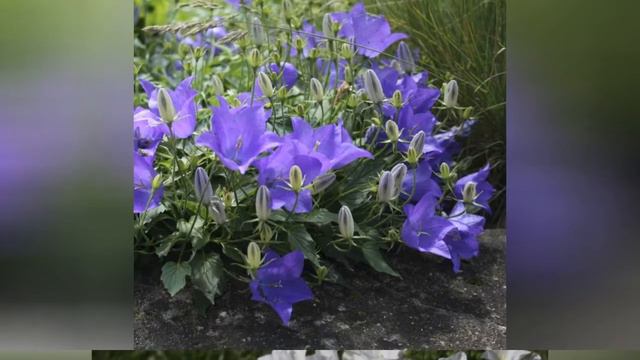 ЛОЖНОКОЛОКОЛЬЧИК (PSEUDOCAMPANULA) cем. Колокольчиковых смотреть онлайн