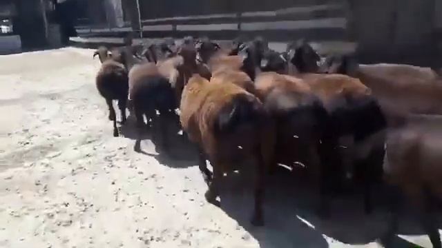 ГИССАРСКИЕ ОВЦЫ УЗБЕКИСТАНА. HISSORI QÓYLAR