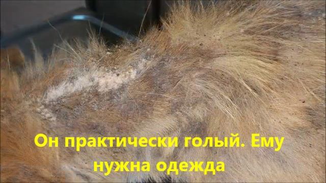 Помыла креолином демодекозного щенка из Сумгаита смотреть онлайн