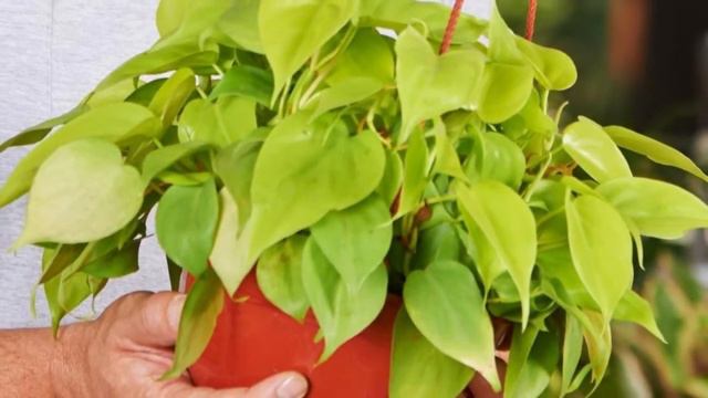 Philodendron Lemon Lime | NEON Philodendron Care | MOODY BLOOMS