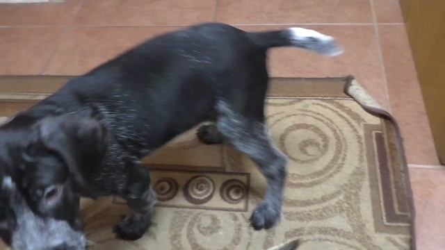 Дрессировка щенка дратхаара .1 часть смотреть онлайн