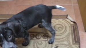 Дрессировка щенка дратхаара .1 часть