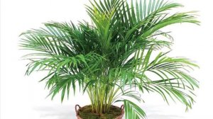 #AREKA   ,   #ПАЛЬМА  #АРЕКА  ,   #ПРАВИЛА  #УХОДА