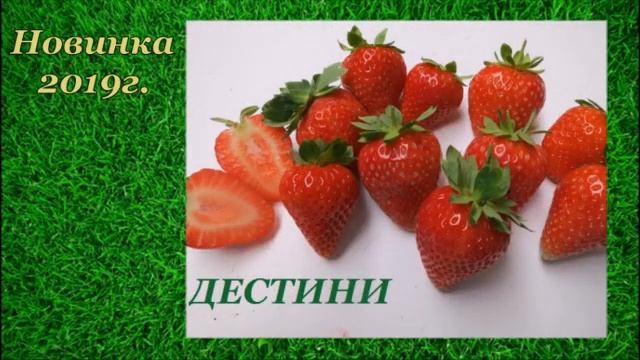 Видеопрезентация сортов земляники сезона 2019. смотреть онлайн