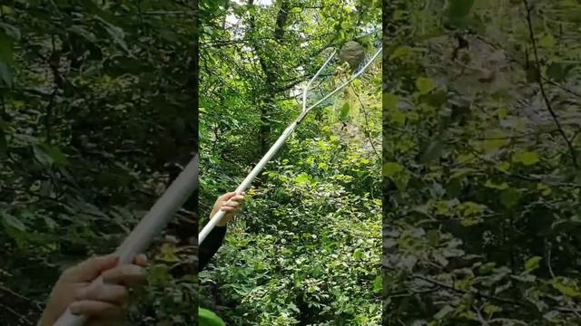 Еда для выживания - дикие осы