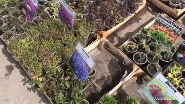 Садовая Ярмарка 2022 в Омске! Цветы,Саженцы,Рассада,Луковицы! смотреть онлайн