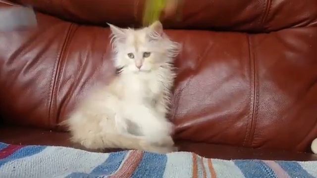 Красный дымный мальчик котенок Мейн-кун, 3,5 месяца смотреть онлайн