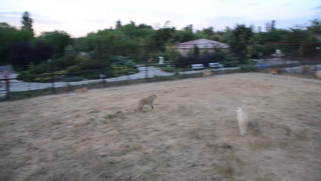 Два ГРОЗНЫХ ЛЬВА меряются силами! Two FORMIDABLE LIONS face off! смотреть онлайн