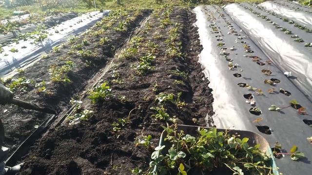 Не попадайте на некачественный агроспан!О том,как развивается корень у фриго. смотреть онлайн