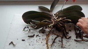 У орхидеи гнилые корни  || Обработка и пересадка орхидеи с гнилыми корнями