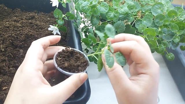 Размножение кампанулы черенками, мой опыт. смотреть онлайн