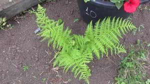 Лесной папоротник отлично приживается в саду.07.07.2019