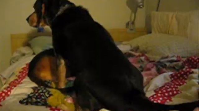 Luvbeags FUN dog video, with bloodhound puppy, Beagles, Lab смотреть онлайн