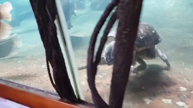 Черепаха катается на крокодиле смотреть онлайн