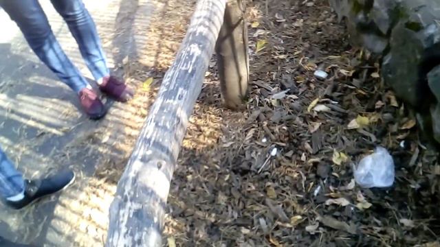 Кормлю козлят;-) смотреть онлайн