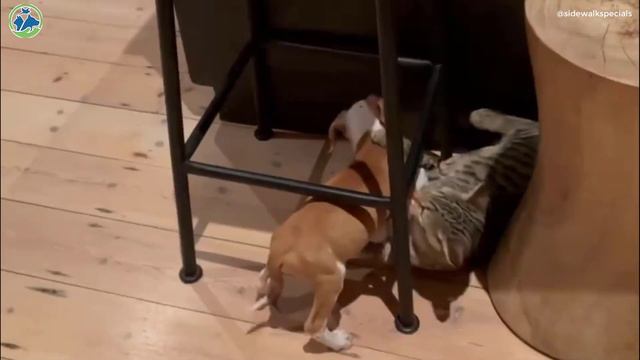 Little Puppy on the Street Shivers, He's too Weak to Survive without His Mother смотреть онлайн