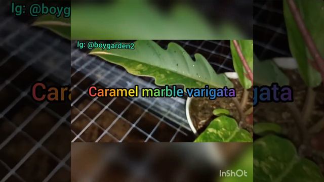 Tanaman hias Sultan Philodendron Caramel marble varigata 40 juta смотреть онлайн