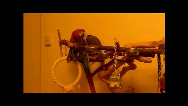 MACAW AND AFRICAN GREY CHILLING ON A JAVA TREE смотреть онлайн