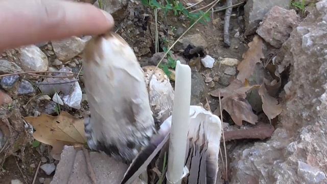 Навозник Белый (Coprinus comatus) съедобный гриб смотреть онлайн