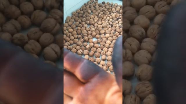 Грецкие орехи Autumn Collection Of Walnuts In Anapa
