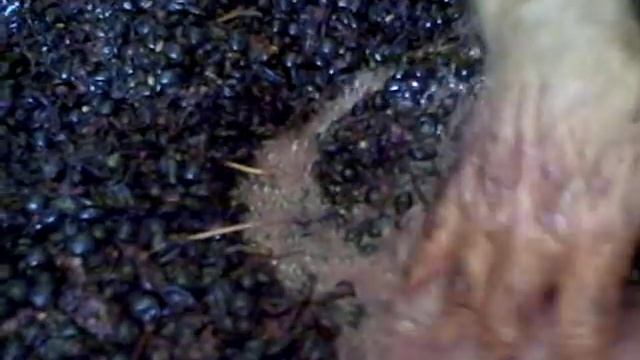 Homestead Winery Tempranillo Fermentation смотреть онлайн