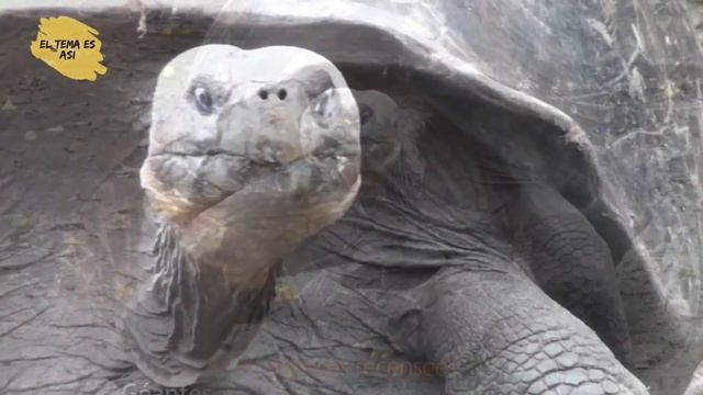 🇪🇨 Las ISLAS GALAPAGOS Un paraíso natural único en el MUNDO смотреть онлайн