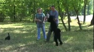 Дрессировка и воспитание пуделя