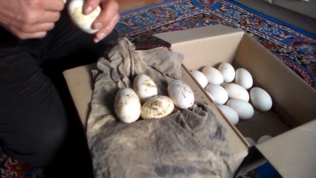 Правила сбора инкубационных, гусиных яиц..Несколько простых советов. смотреть онлайн