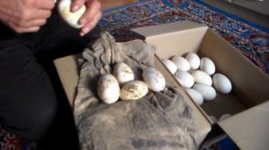 Правила сбора инкубационных, гусиных яиц..Несколько простых советов.