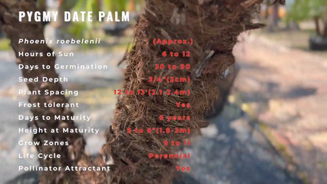 🌴 Mastering PHOENIX ROEBELENII 🌴 'Pygmy Date Palm' 🌴 смотреть онлайн