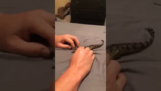 Малыш Аллигатор. #2