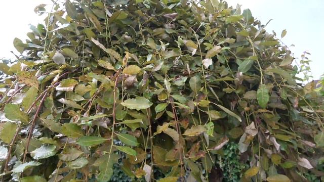 Пробежка по саду между дождями 18.08.2021 смотреть онлайн