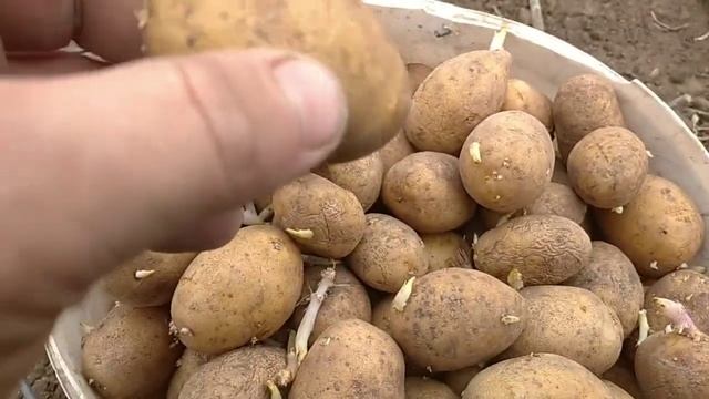 Сажаем картофель сорт ИМПАЛА от ООО меристимных культур смотреть онлайн