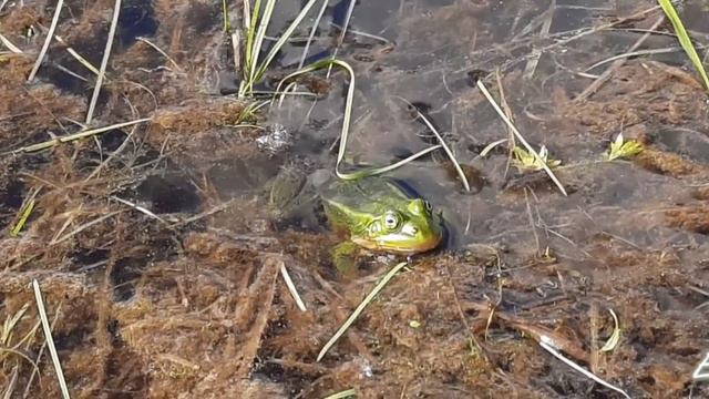 Прудовая лягушка 🐸 смотреть онлайн