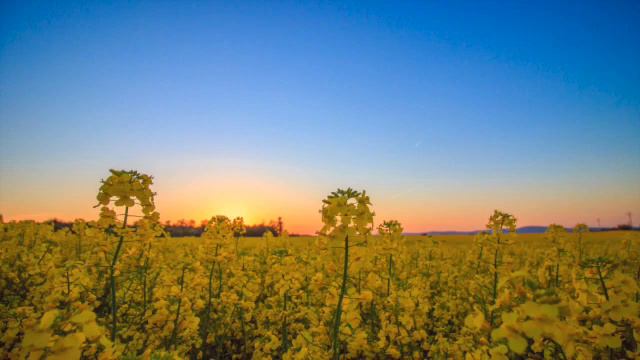 Day 39 - Wohlfahrt etudes Op. 45, No. 10 & 11 - 100 Days of Violin Practice смотреть онлайн