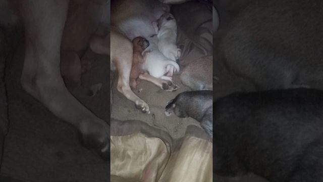 Чихуахуа 4сын и лапочка доча .Chihuahua 4synochka and darling daughter) The first days of life. смотреть онлайн