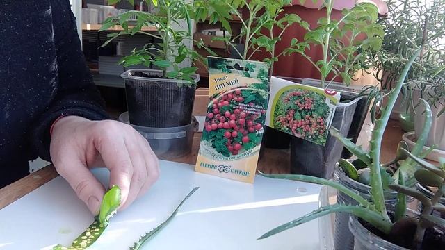 Сок алоэ. Стимулятор роста. 11 февраля 2022 г. смотреть онлайн