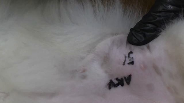 Клеймение как тест на психику. Питомник "Шилеле" смотреть онлайн