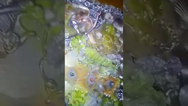 Панно:ракушки,звезды,не нужный хлам,мусор,папье маше,мантажная пена,стекло,текстиль,фольга.SVETLANA смотреть онлайн