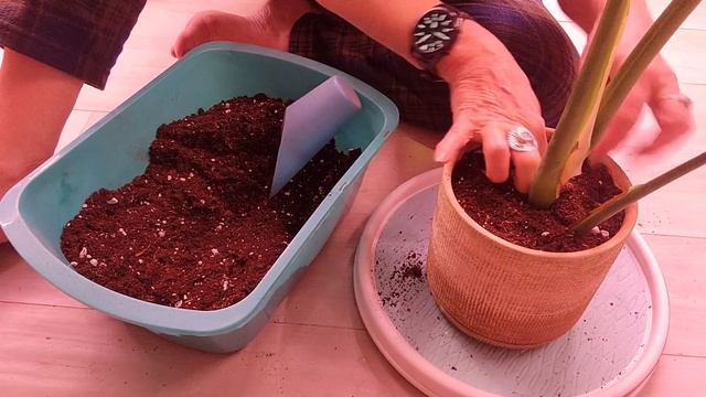 Re-potting Monstera & Croton (пересадка Монстеры и Кротона) смотреть онлайн