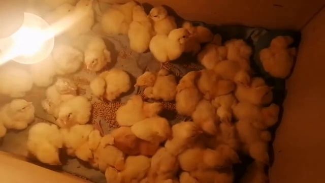 ЦЫПЛЯТА БРОЙЛЕРЫ, смотреть онлайн
