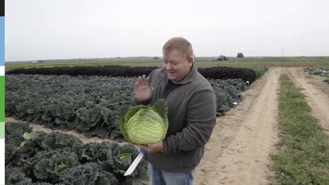 ? Мелиса F1, Оваса F1, Вироса F1 - савойская капуста Bejo смотреть онлайн